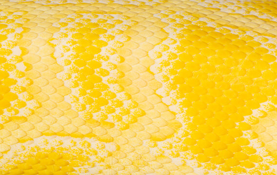 Golden python scale texture,close up view of golden python (Python bivittatus) skin texture,Scales of a golden python ,Texture. The skin of a live yellow snake with white stripes. Gold reticulated pyt