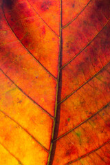 Abstract red striped of foliage from nature, detail of leaf textured background