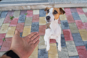 Jack russell terrier dog gives the owner the keys to the house.