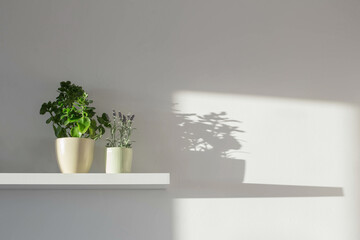 houseplants on white wooden shelf in sunlight