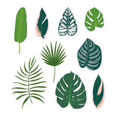 Set of different tropical exotic leaves. Monstera, palm, calathea, stromanthe, begonia and banana leaves. Vector illustration isolated on a white background.