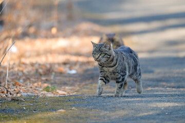 Obraz premium steet cat