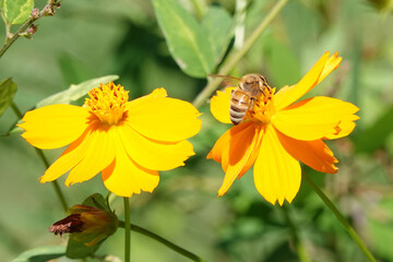 コスモスとミツバチ