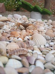 Shell Kingdom