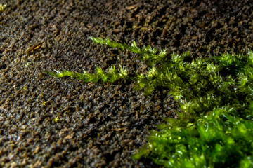 Close up of fresh green moss