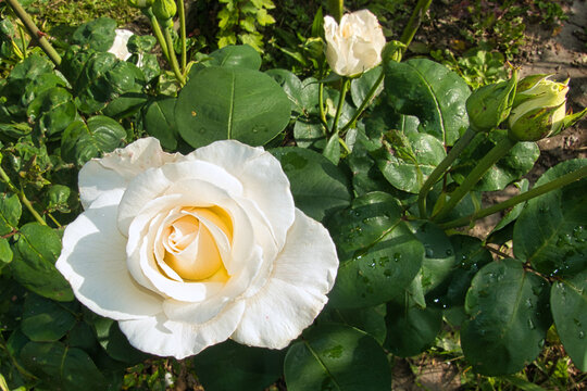 Weisse Rose