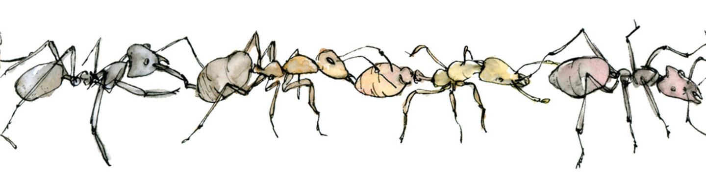 Watercolor illustrative seamless stripe with ants, a pastel color sketch isolated on a white background. Elegant insects border drawn by hand with ink.