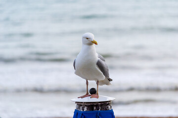 Western Gull standing on a light in front of the sea at Brighton Beach, UK 