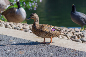 A Mallard Duck standing at the lake in Groveland’s Park, London, UK.