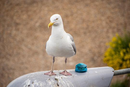 Western Gull standing on a street light near the beach in Brighton, UK