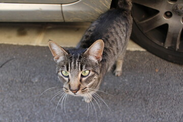 chat