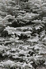 snow-covered blue  trees in the forest