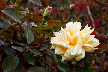 rose flower, delicate macro petals peach cream pastel colors, natural flowery background. Fresh soft blooming rose.