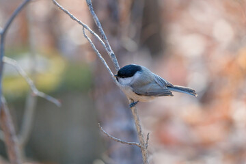 bird in forest