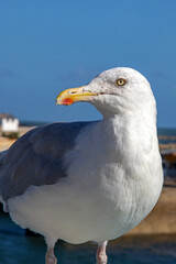 Goéland argenté - larus aregentatus - en gros plan