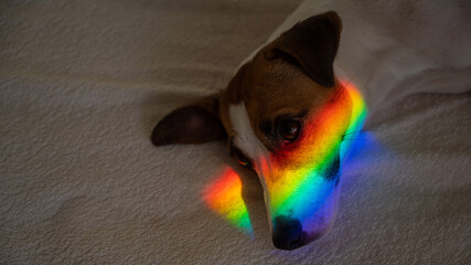 Jack russell terrier dog lies on the bed with rainbow rays on his face. 