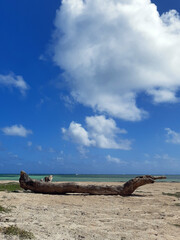 Fototapeta na wymiar Wooden log on the shore of Caribbean beach, turquoise waters and tropical blue sky. Bark in the sand of the French West Indies. Nature and tropical landscape.