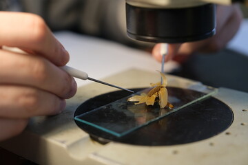 Botanical research. A flower under a microscope. Plants under a microscope. The work of a scientist botanist.