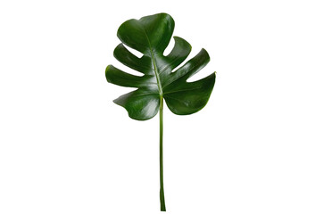 Top veiw, Bright fresh monstera leaf isolated on white background for stock photo or advertisement, Genus of flowering plants