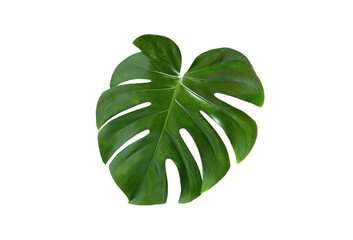 Top veiw, Bright fresh monstera leaf isolated on white background for stock photo or advertisement, Genus of flowering plants - obrazy, fototapety, plakaty
