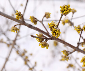 Dogwoods in a winter garden. Cornelian cherry or European cornel is a shrub with red fruits that is also often wild. He is also one of the medicinal plants.