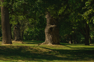 Park with lush green and knotty oak trees in sunlight