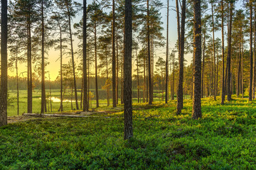 Pine forest at dawn with morning sunlight and mist in the air
