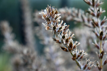 Close up of a branch with white flowers