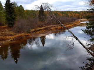 Trees grow on the banks of the rocky shore