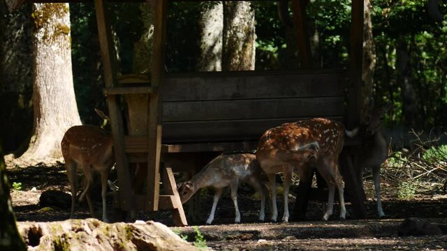 Fallow deer in natural environment. Vision Park in Auberive region, France. Slow motion