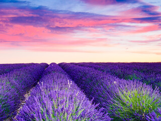 Fototapeta na wymiar Lavender field at sunset. Provence France