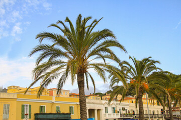 Large palm trees standing in front of old buildings with balconies and window shutters. Blue sky with scattered white clouds.