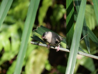 beautiful and colorful bird in sunny winter