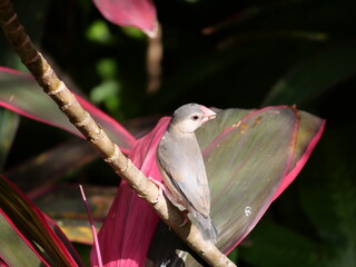 beautiful and colorful bird in sunny winter