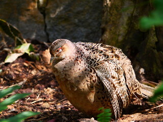 beautiful and colorful bird in sunny winter