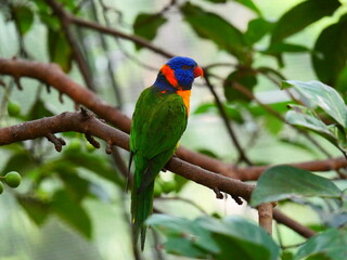 beautiful and colorful bird in sunny winter