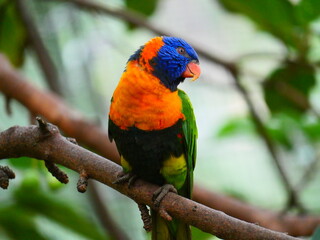 beautiful and colorful bird in sunny winter