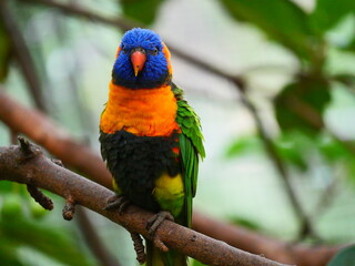 beautiful and colorful bird in sunny winter