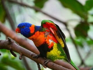 beautiful and colorful bird in sunny winter