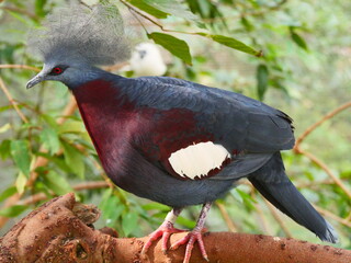 beautiful and colorful bird in sunny winter