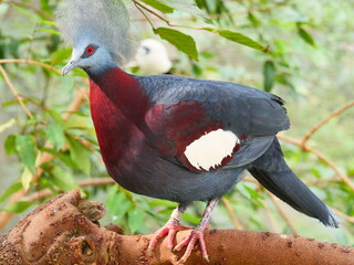 beautiful and colorful bird in sunny winter