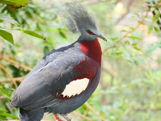 beautiful and colorful bird in sunny winter