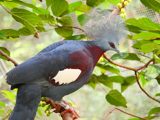 beautiful and colorful bird in sunny winter