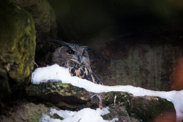2021-12-27, GER, Bayern, Neuschönau: Tierfreigehege im Nationalpark bayerischer Wald - Uhu