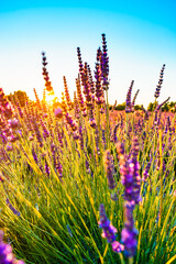 Lavender field at sunset light