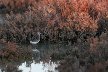 Grey Plover Pluvialis squatarola in the sansouire in Camargue, Southern France