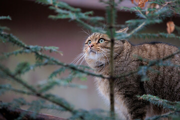 2021-12-27, GER, Bayern, Neuschönau: Tierfreigehege im Nationalpark bayerischer Wald - europäische Wildkatze