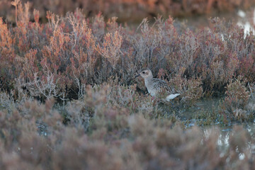 Grey Plover Pluvialis squatarola in the sansouire in Camargue, Southern France