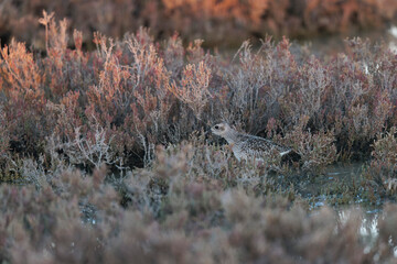 Grey Plover Pluvialis squatarola in the sansouire in Camargue, Southern France
