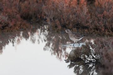 Grey Plover Pluvialis squatarola in the sansouire in Camargue, Southern France